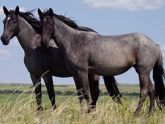 Cavalo