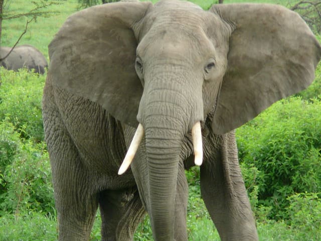 Elefante