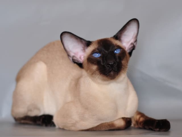 Gato