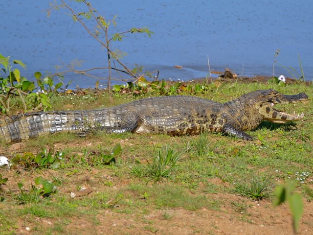Jacaré