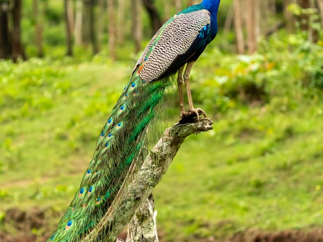 Pavão