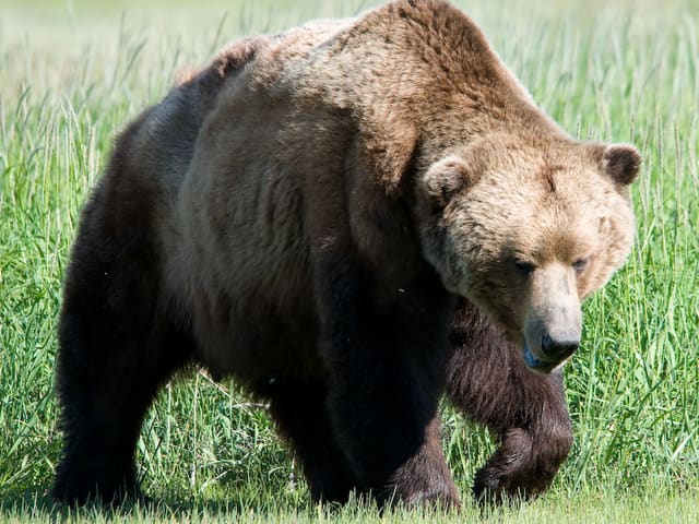 Urso