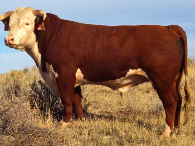 Vaca