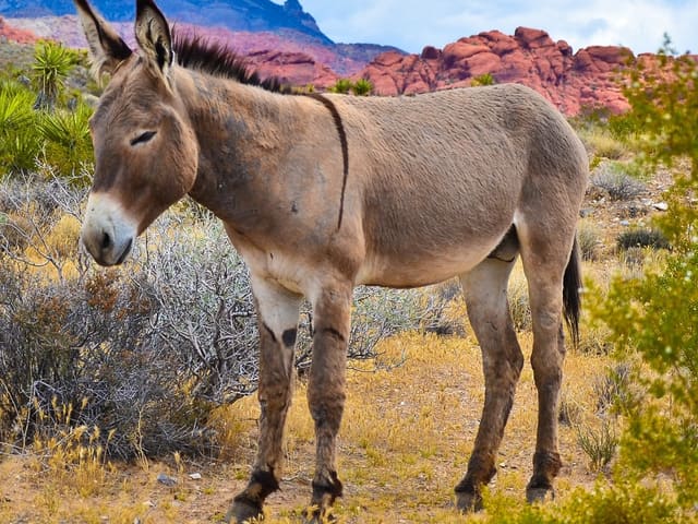 Burro