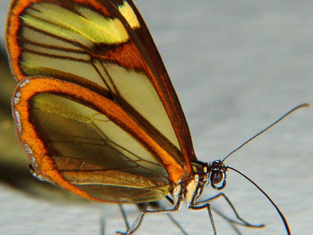 Borboleta