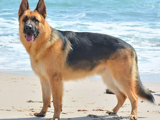 Cachorro