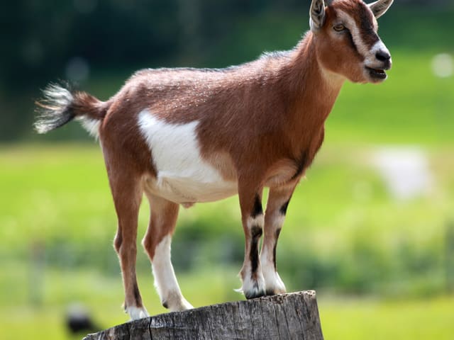 Cabra